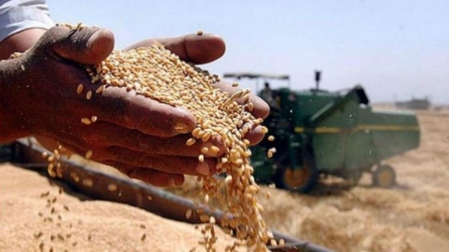 التجارة تسوق مليون و300 ألف طن من الحنطة حتى الآن