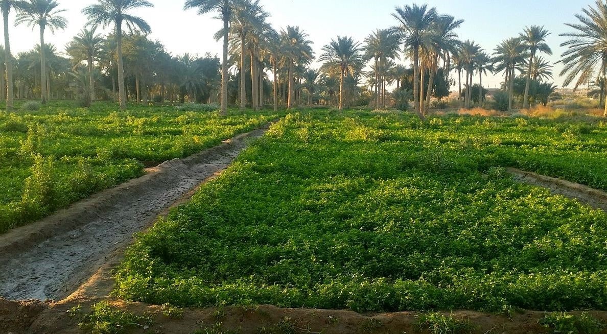 مصادرة 500 دونم من الأراض المسجلة باسم علي حسن المجيد
